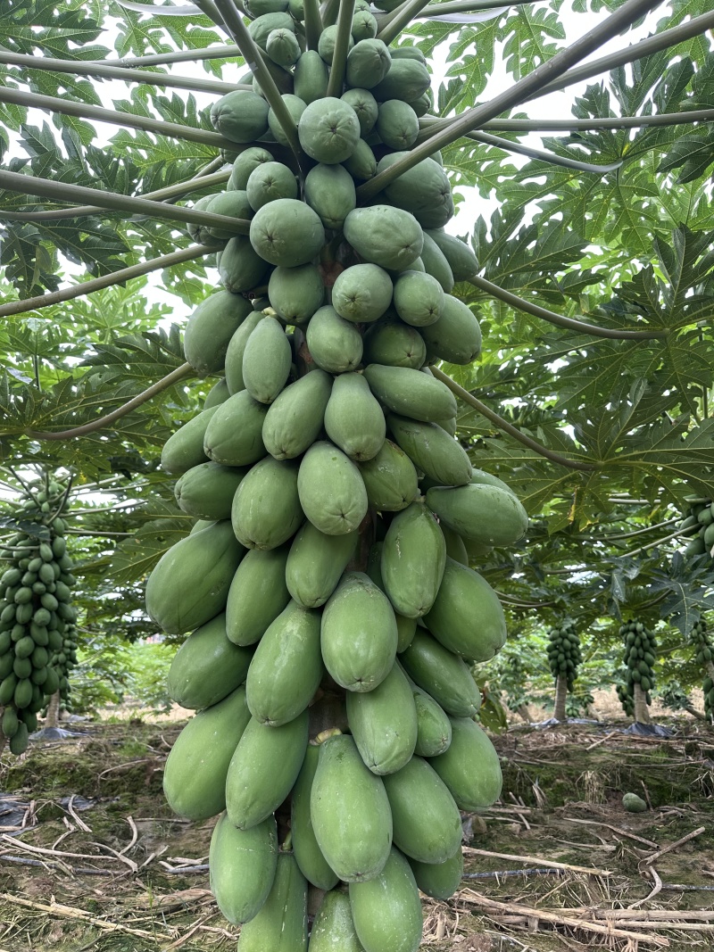 精品牛奶木瓜