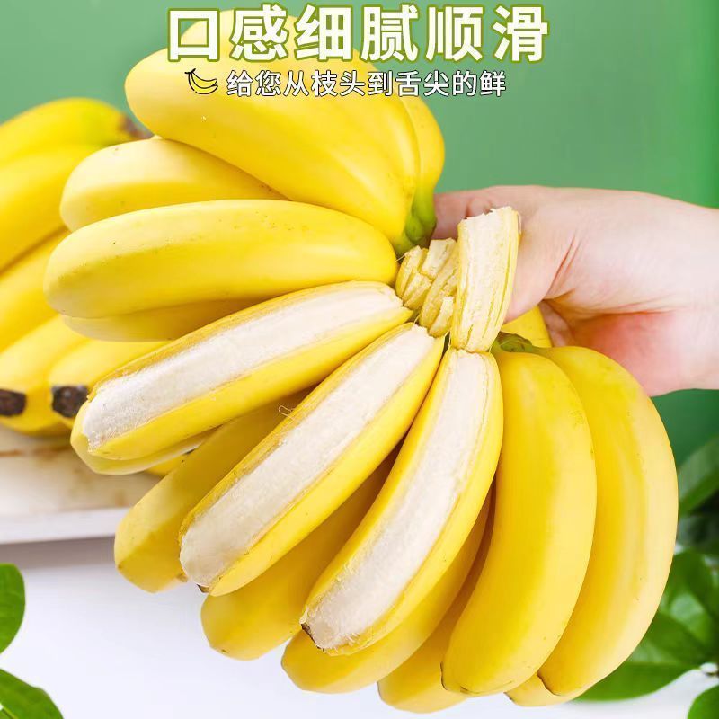 云南高山甜香蕉产地直发货新鲜一整箱青皮香蕉，超甜蕉