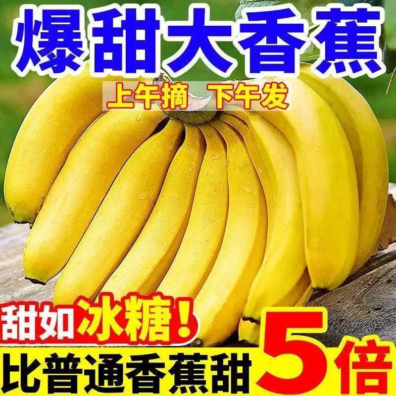 云南高山甜香蕉产地直发货新鲜一整箱青皮香蕉，超甜蕉