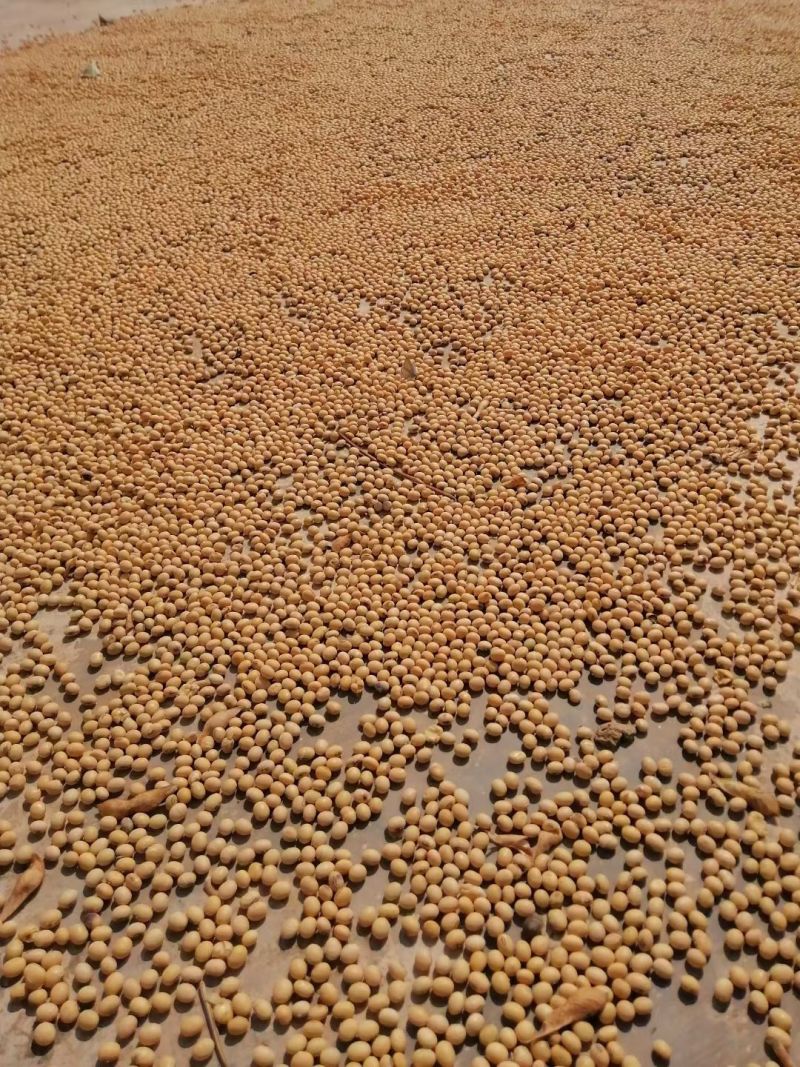 豆腐乳