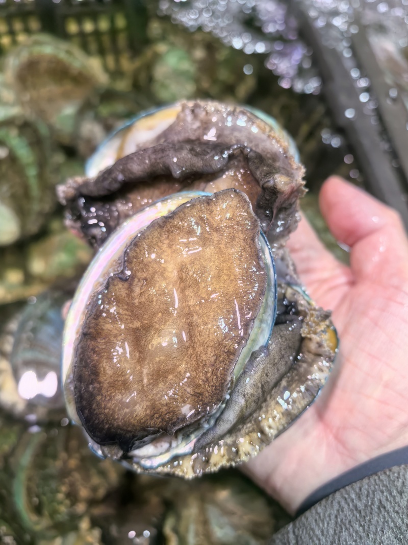 活鲍鱼鲜活大鲍鱼