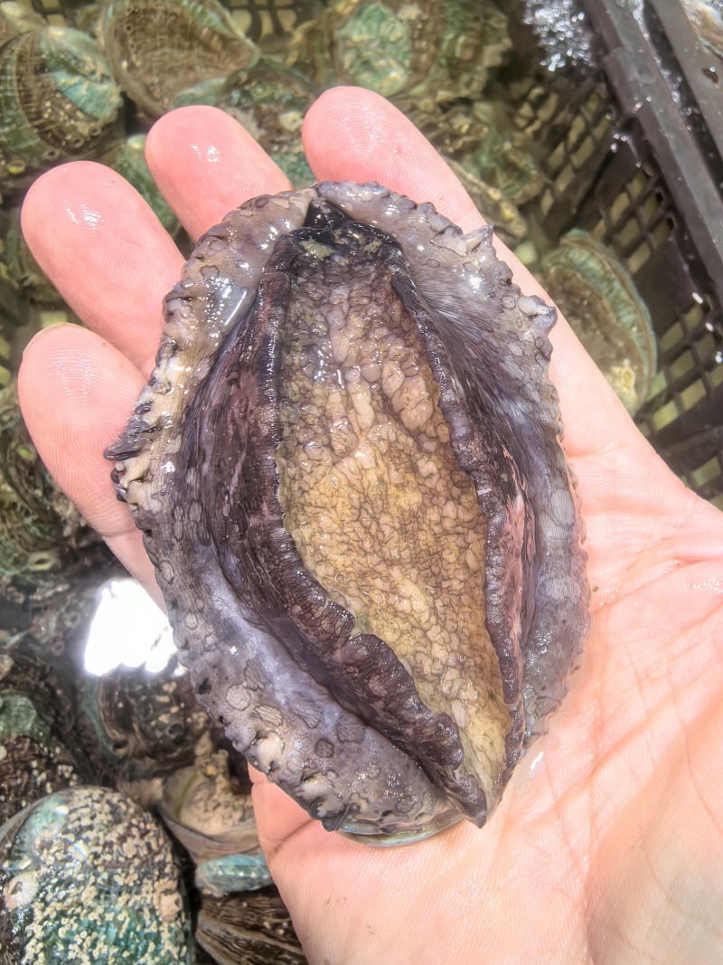 活鲍鱼鲜活大鲍鱼