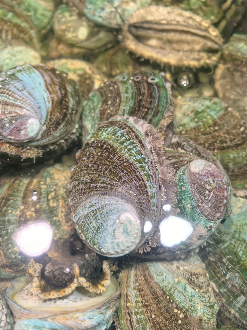 活鲍鱼鲜活大鲍鱼