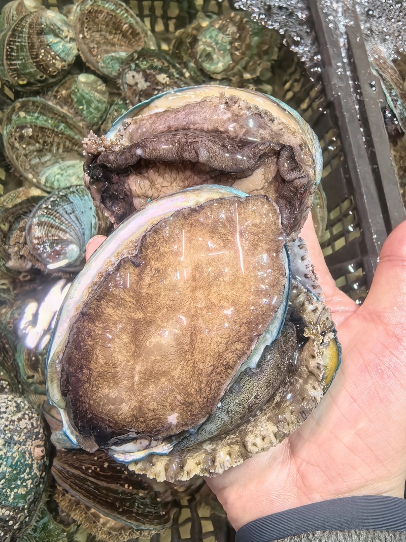 活鲍鱼鲜活大鲍鱼