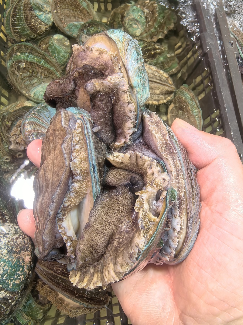 活鲍鱼鲜活大鲍鱼