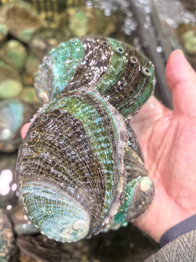 活鲍鱼鲜活大鲍鱼