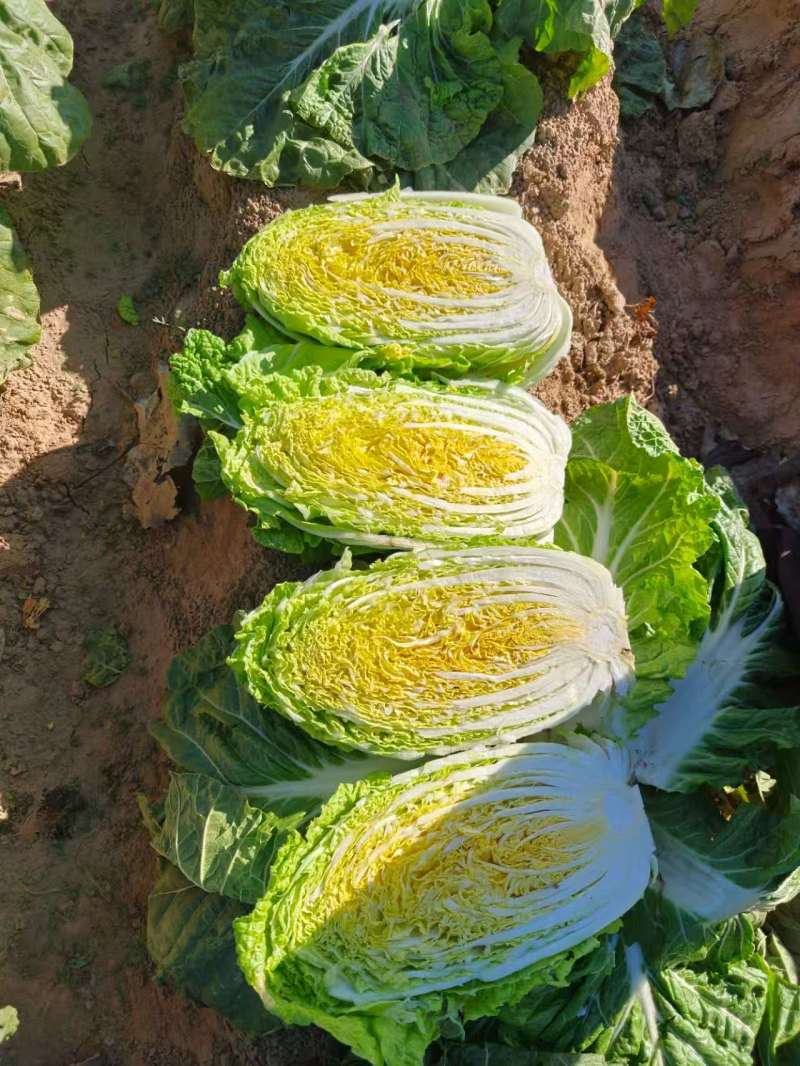 黄心大白菜