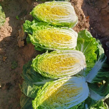 黄心大白菜