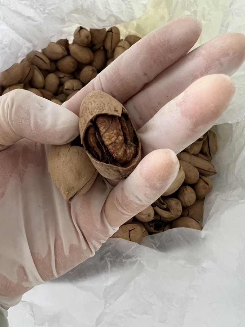 碧根果大果好货
