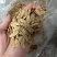 美人甲大颗粒满仁原味椒盐味
