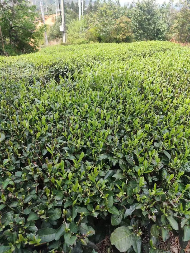 福建龙岩宣和红茶产地直供品质好价格实惠欢迎联系
