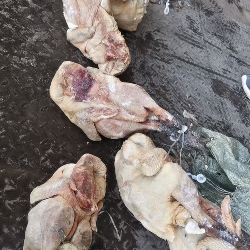 麻鸡