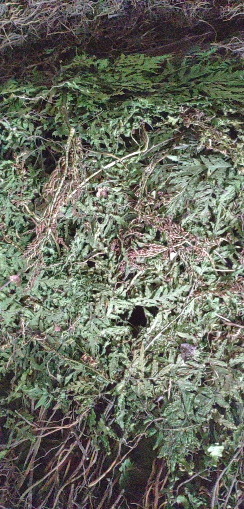 大别山野生阴地蕨，一朵云小春花蛇不见