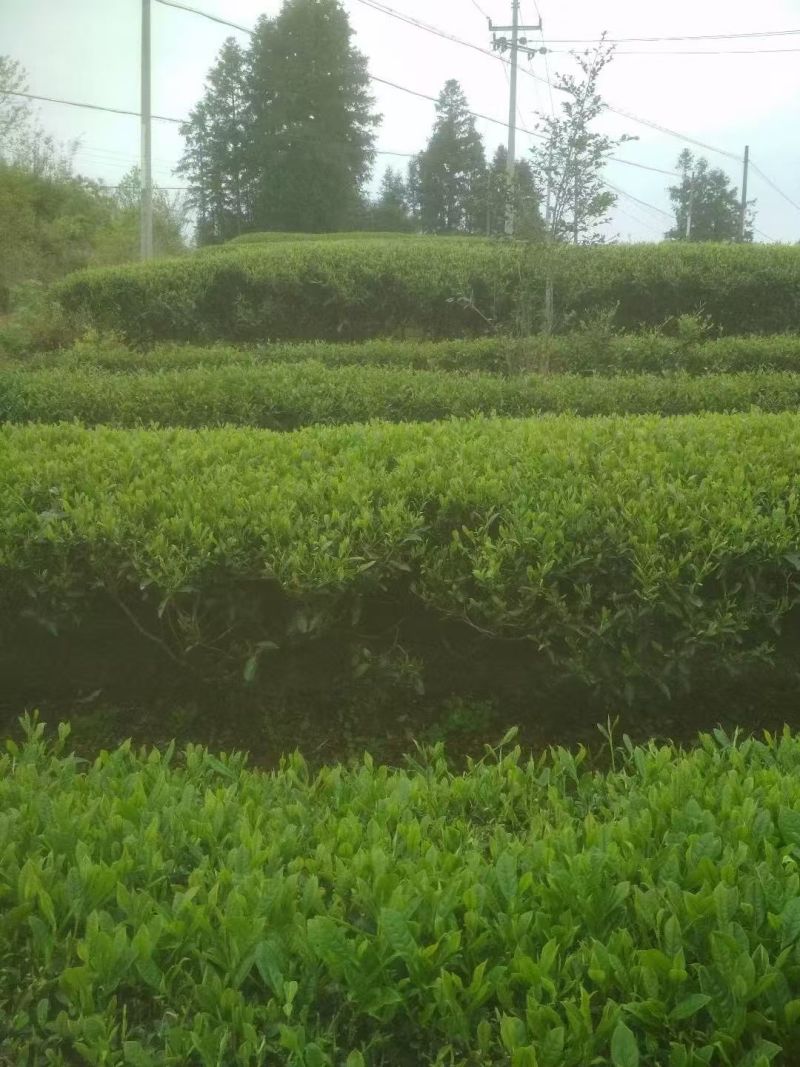 福建宣和红茶口感正宗基地一手货源自家茶园一件代发