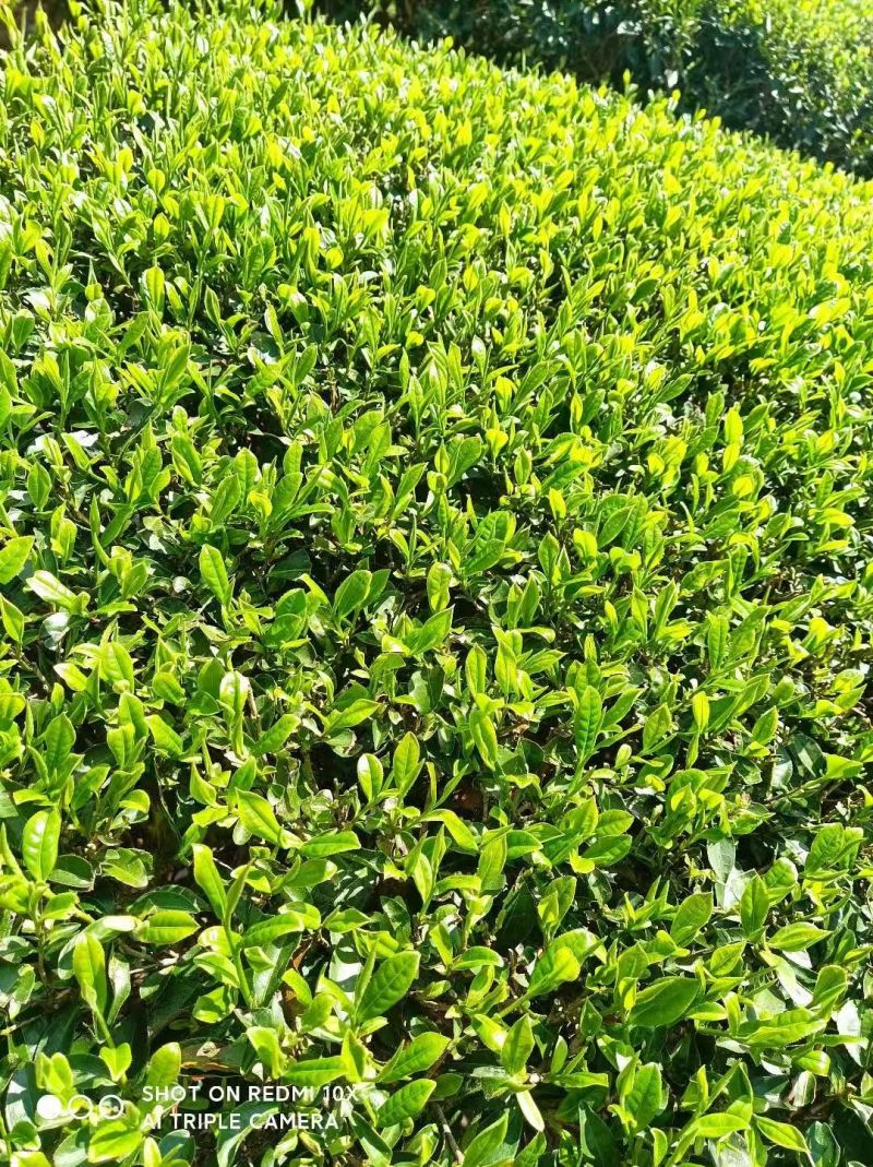 福建宣和红茶口感正宗基地一手货源自家茶园一件代发