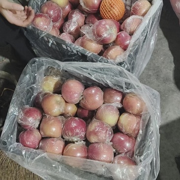山西省运城市临猗县坡上红富士自己家的，数量大概有2万斤
