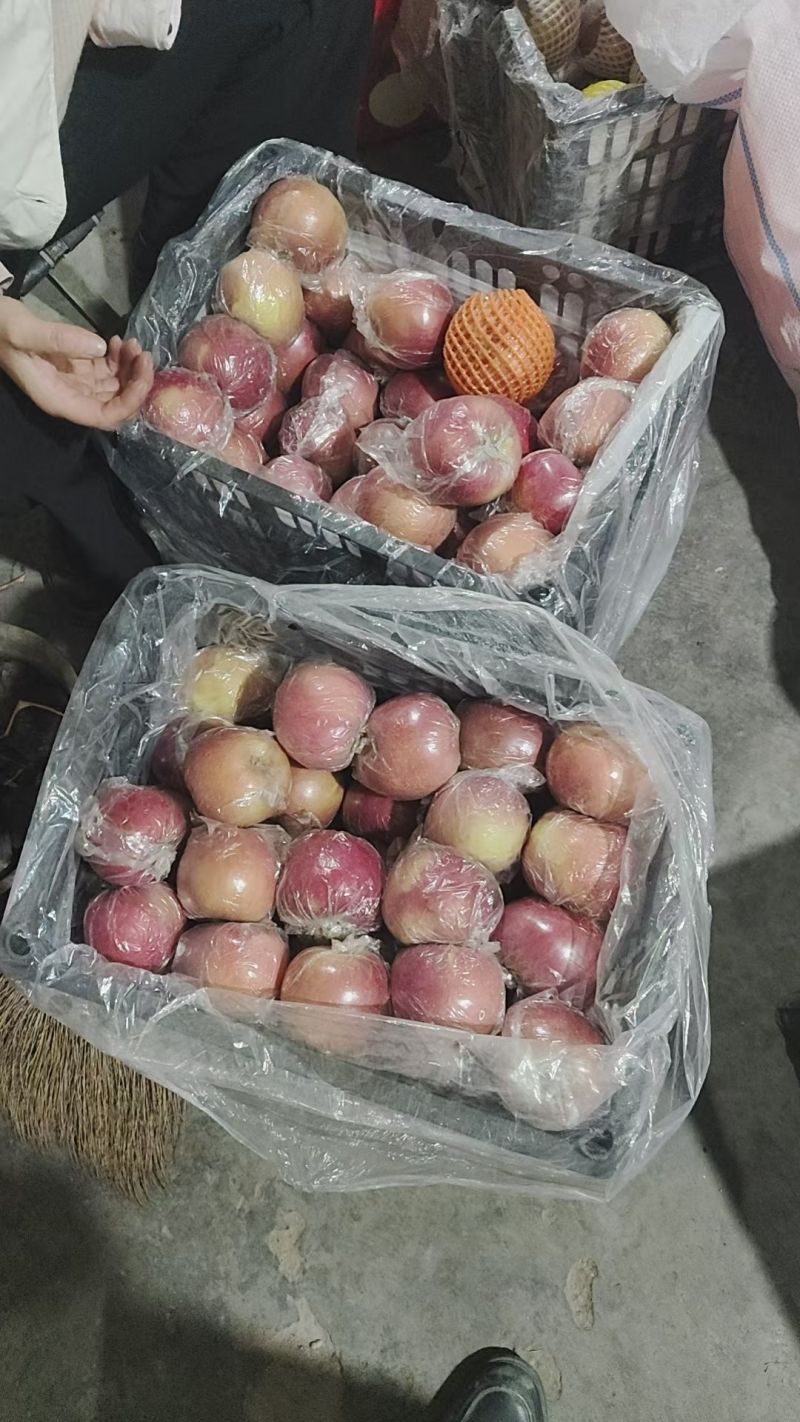 山西省运城市临猗县坡上红富士自己家的，数量大概有2万斤