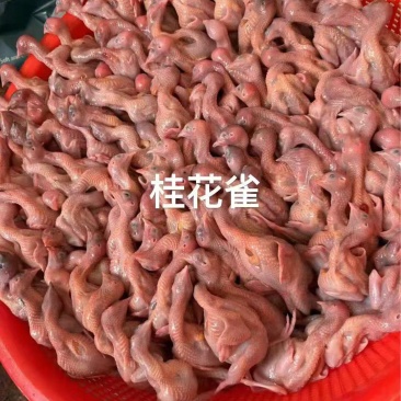 桂花雀