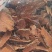 菝葜干货菝葜常年经营各种中药材！欢迎选购！