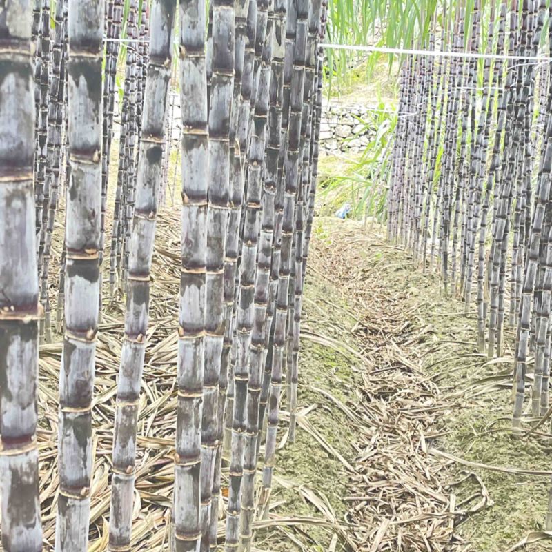 爆甜紫皮甘蔗产地直发规格齐全全面上市质量保证