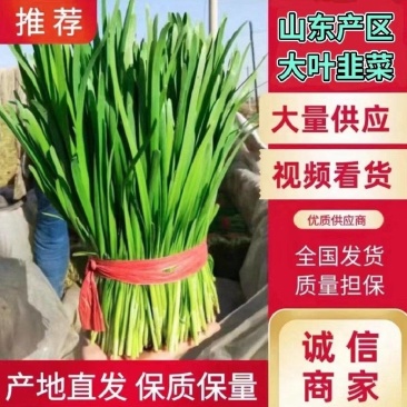 聊城莘县韭菜已大量上市，需要的客商可以前来选购