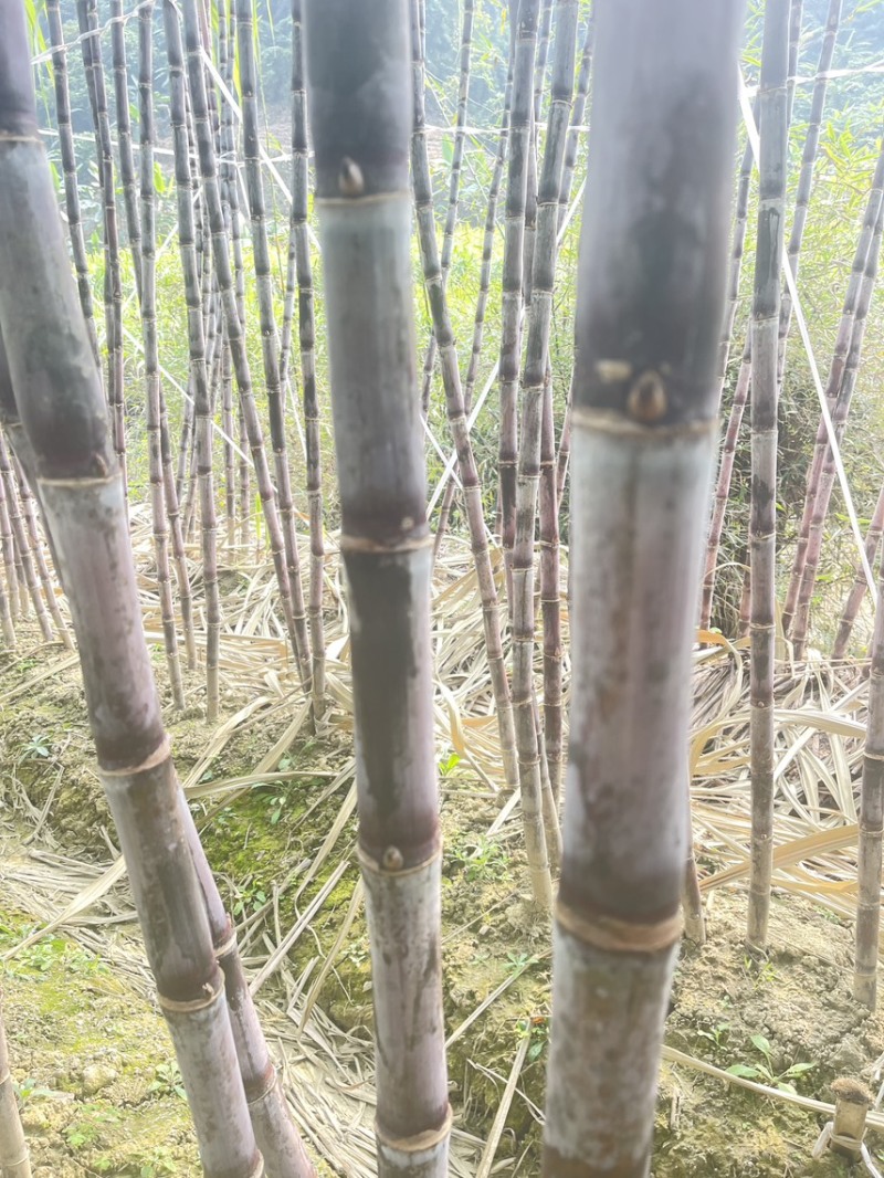 爆甜紫皮甘蔗产地直发规格齐全全面上市质量保证