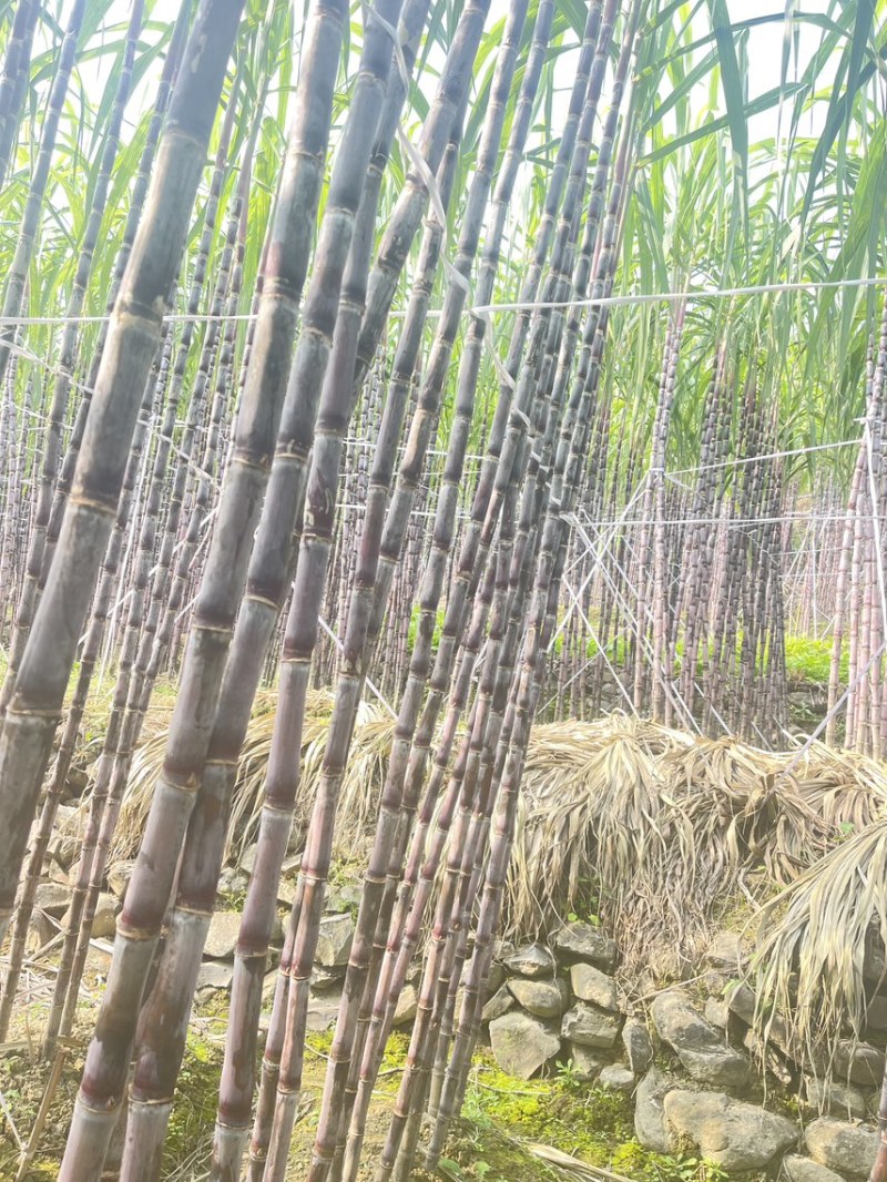 爆甜紫皮甘蔗产地直发规格齐全全面上市质量保证