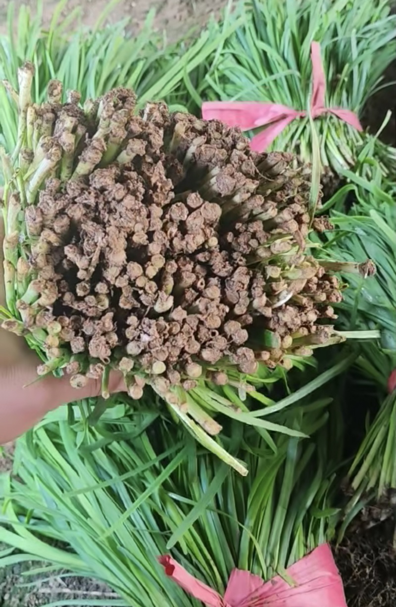 聊城莘县韭菜已大量上市，需要的客商可以前来选购