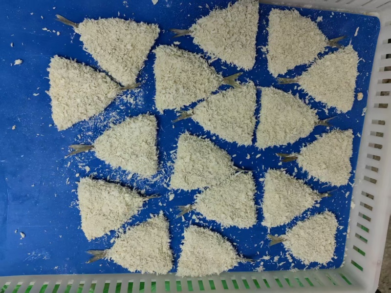 开片巴浪鱼，开片竹夹鱼