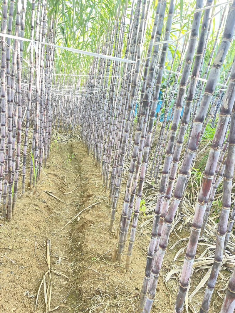 爆甜紫皮甘蔗产地直发规格齐全全面上市质量保证