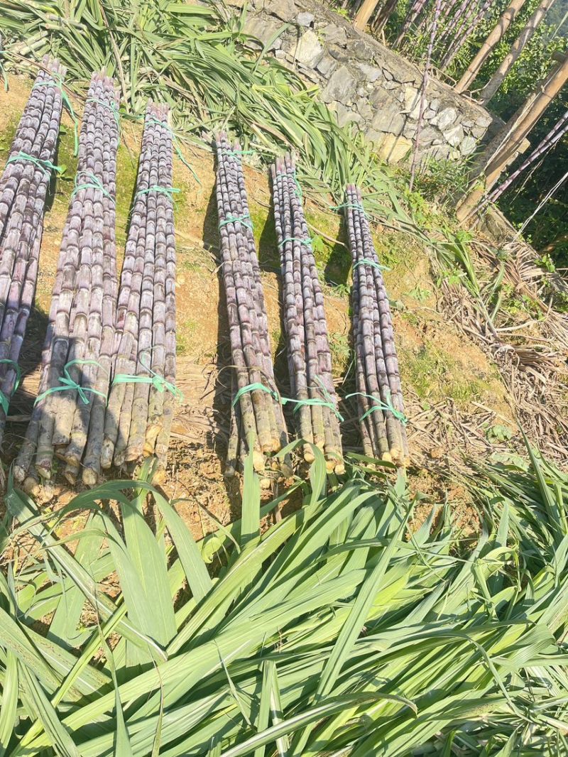 爆甜紫皮甘蔗产地直发规格齐全全面上市质量保证