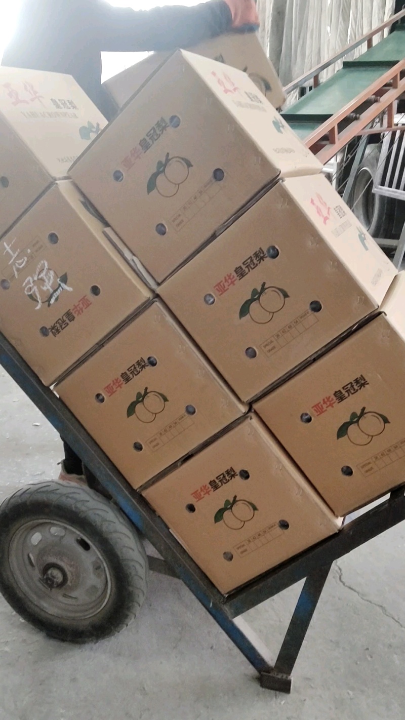皇冠梨便宜了海量货源