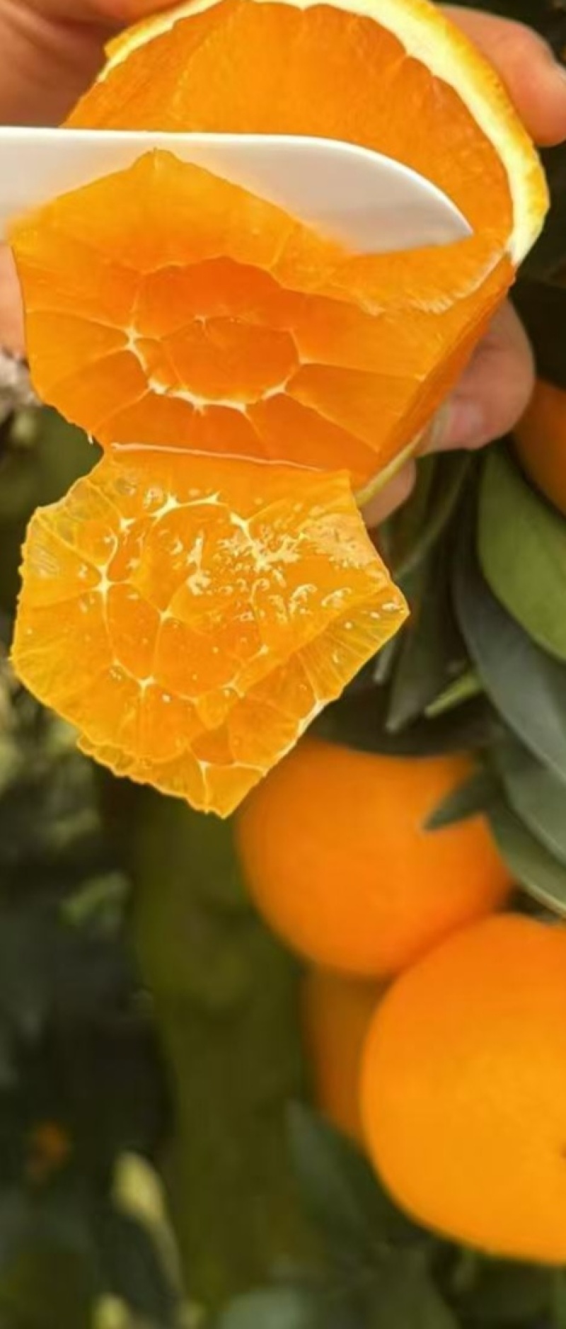巫山纽荷尔脐橙