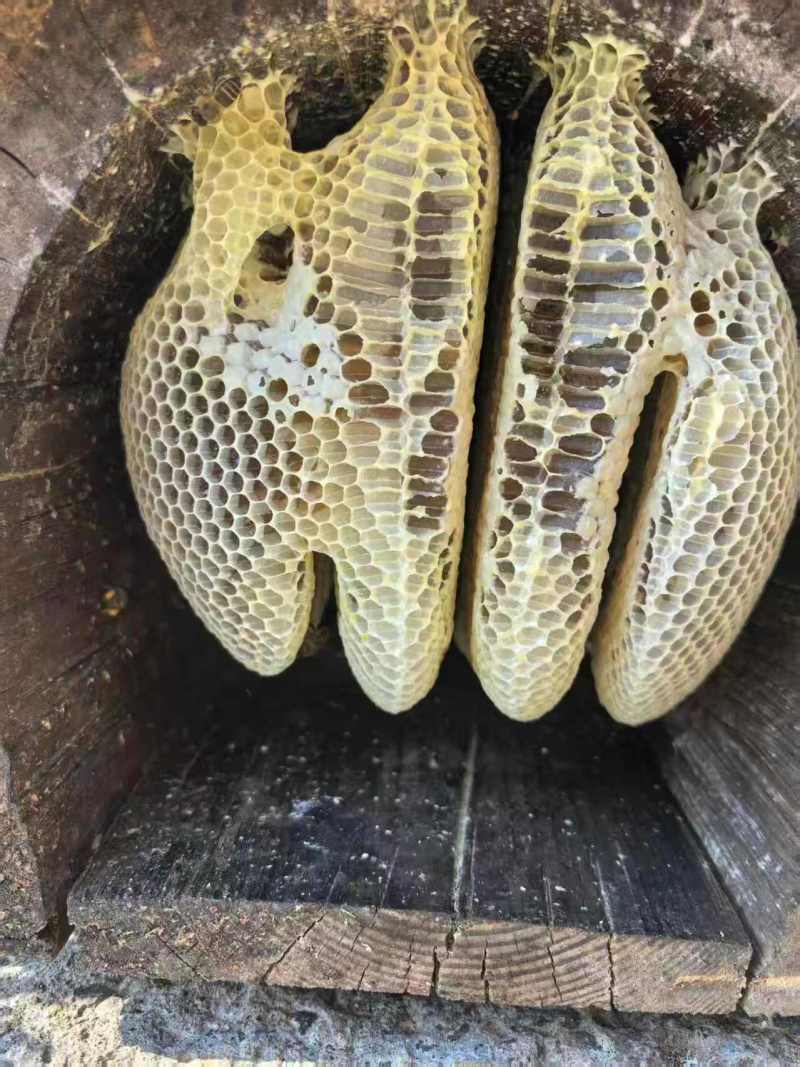 中蜂！土蜂蜜自己山上养殖品质保证欢迎下单品尝