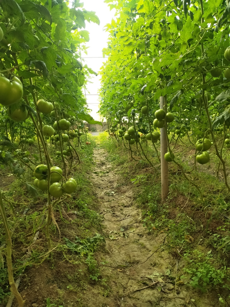 大量精品通货硬粉西红柿