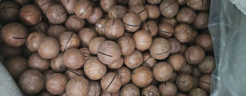 夏威夷果大批量现货