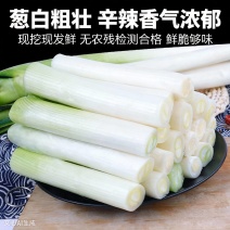 农产品食材新鲜大葱白粗壮辛辣香气浓郁现挖现发鲜嫩脆甜