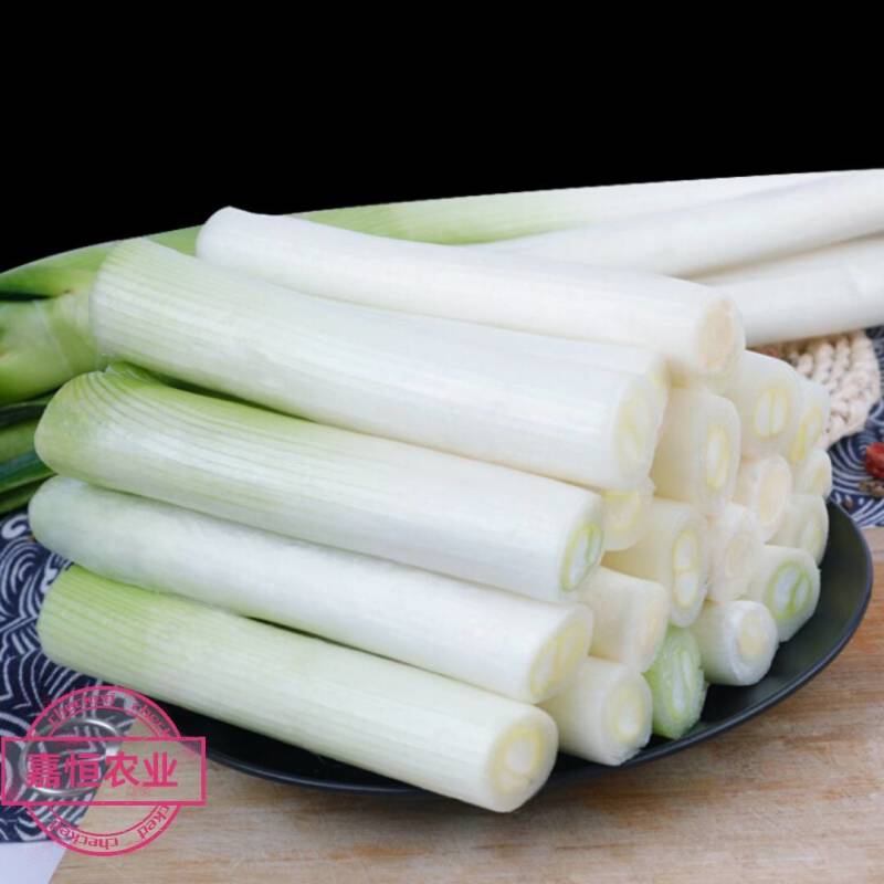 农产品食材新鲜大葱白粗壮辛辣香气浓郁现挖现发鲜嫩脆甜