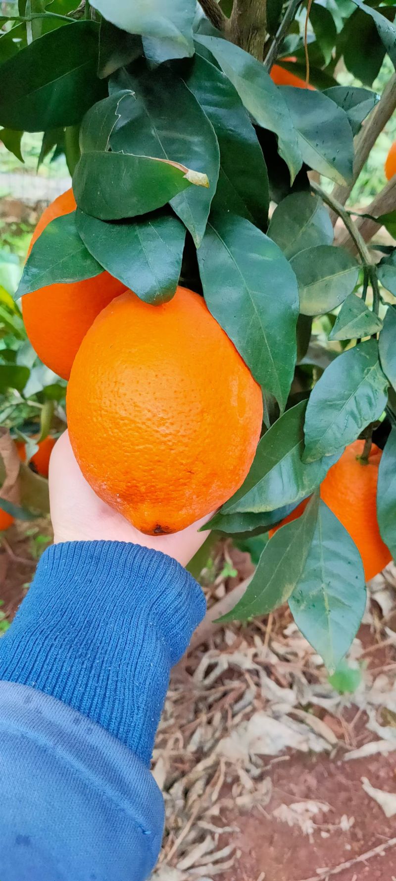 岔河脐橙