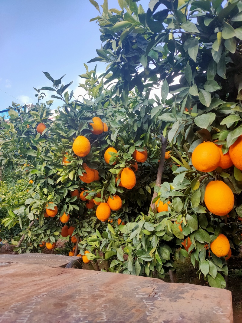 岔河脐橙