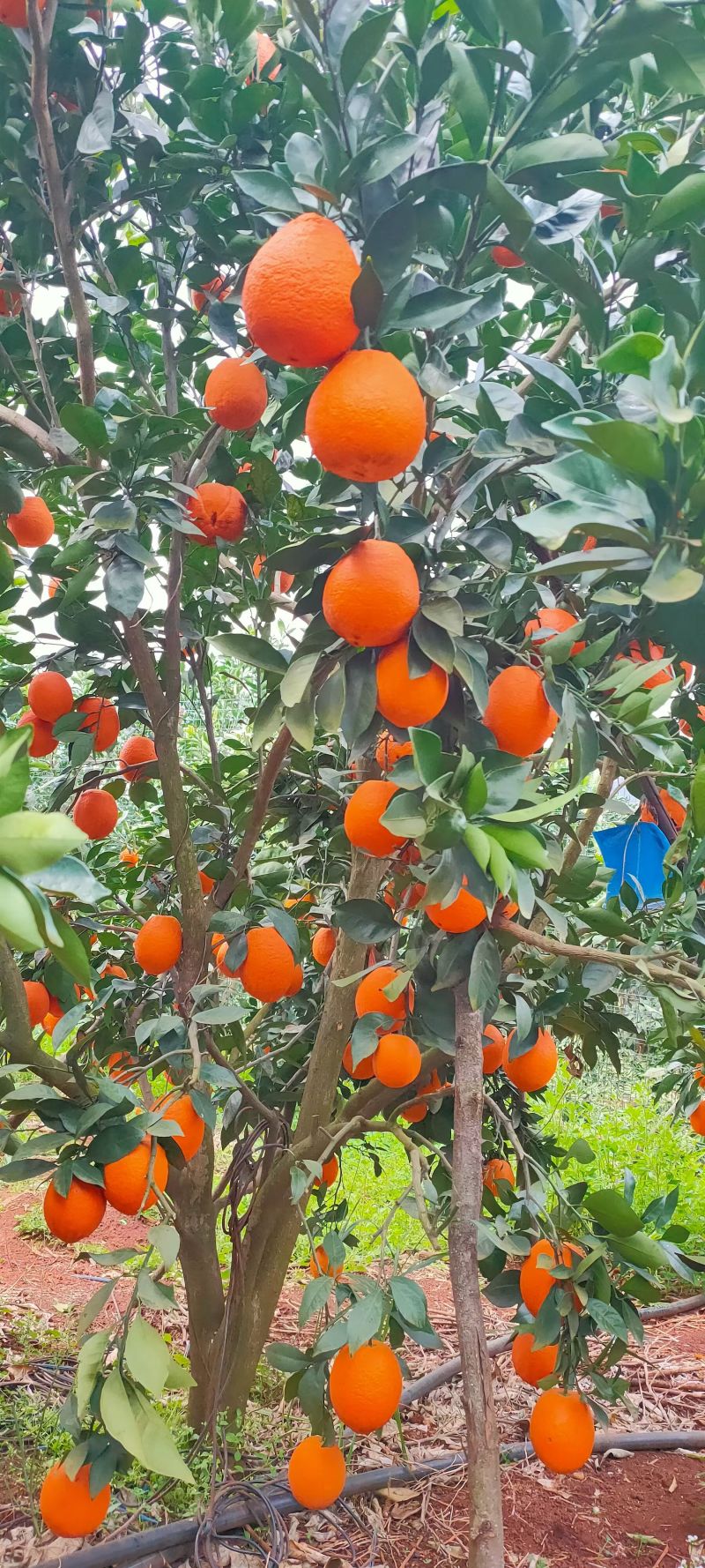 橙子批发