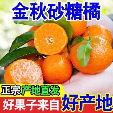 《正宗沙糖桔》广西沙糖桔/产地直发/价格便宜/欢迎来电