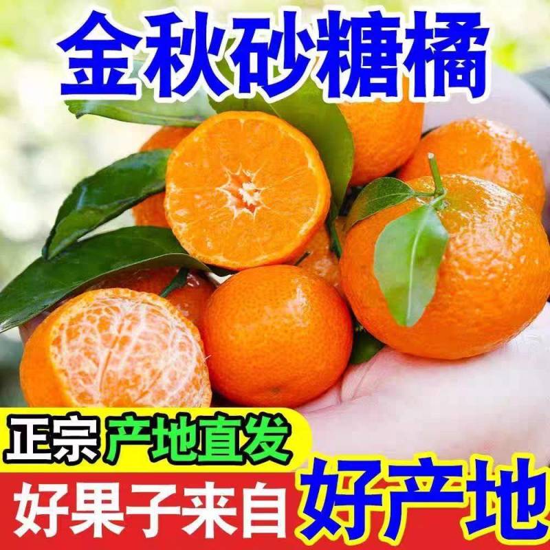 《正宗沙糖桔》广西沙糖桔/产地直发/价格便宜/欢迎来电