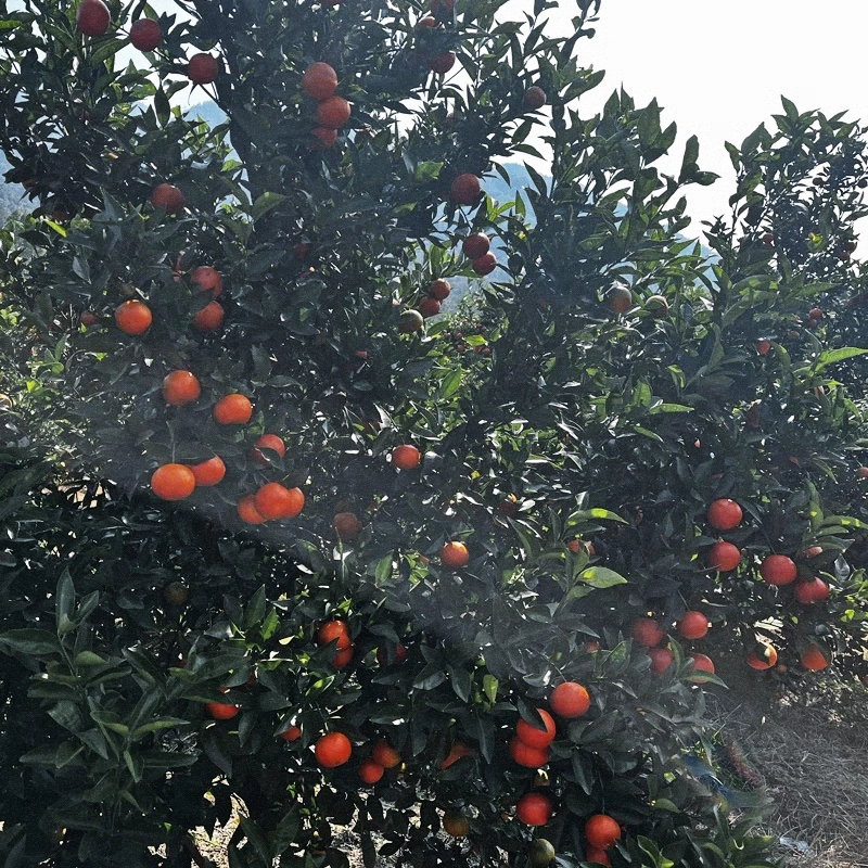 《东方红蜜桔》广西沙糖桔/产地直发/价格便宜/欢迎来电