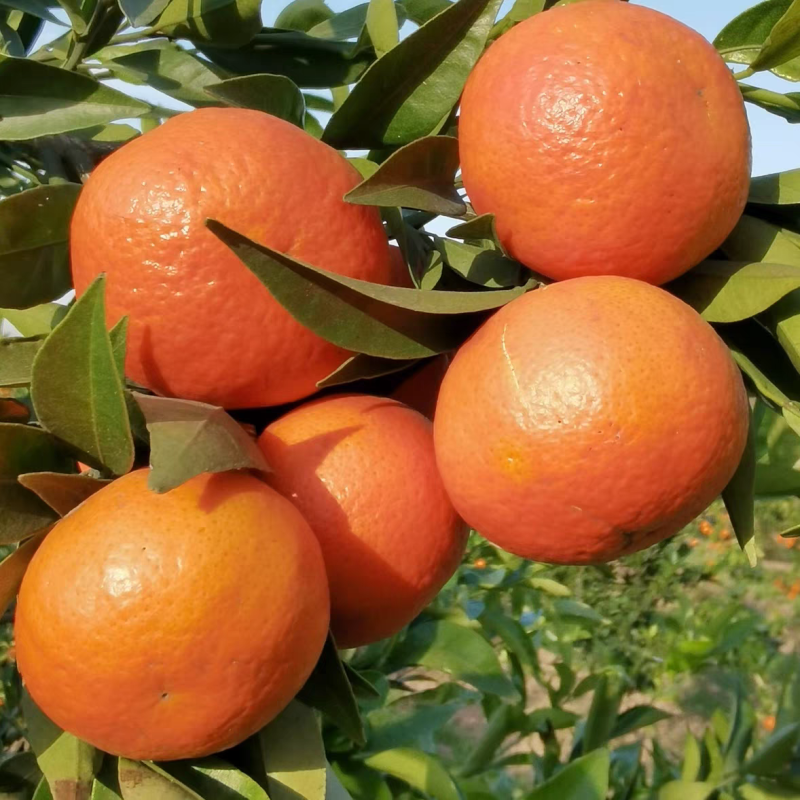 《东方红蜜桔》广西沙糖桔/产地直发/价格便宜/欢迎来电