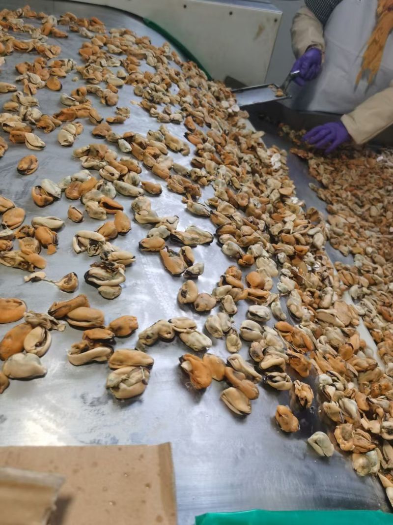贻贝肉大量批发，需要的老板咨询