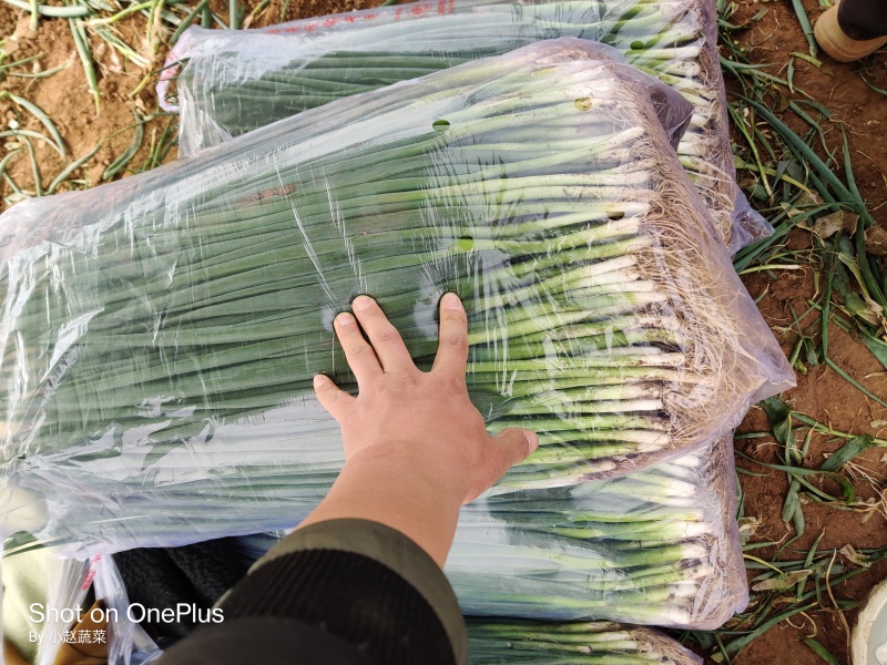汝州精品小葱，大量供应，四季有货，品质保证，电商批发市场