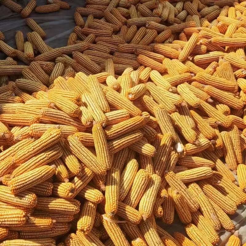 自家玉米棒