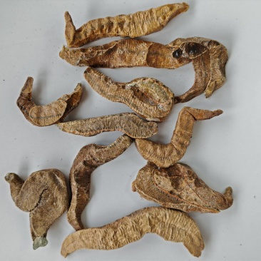 菲牛蛭冻干粉菲牛蛭冻干条代客打粉基地直发