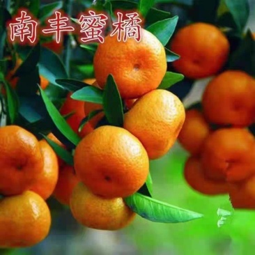 《南丰蜜橘》广西蜜橘/柑橘/产地货源/保质保量